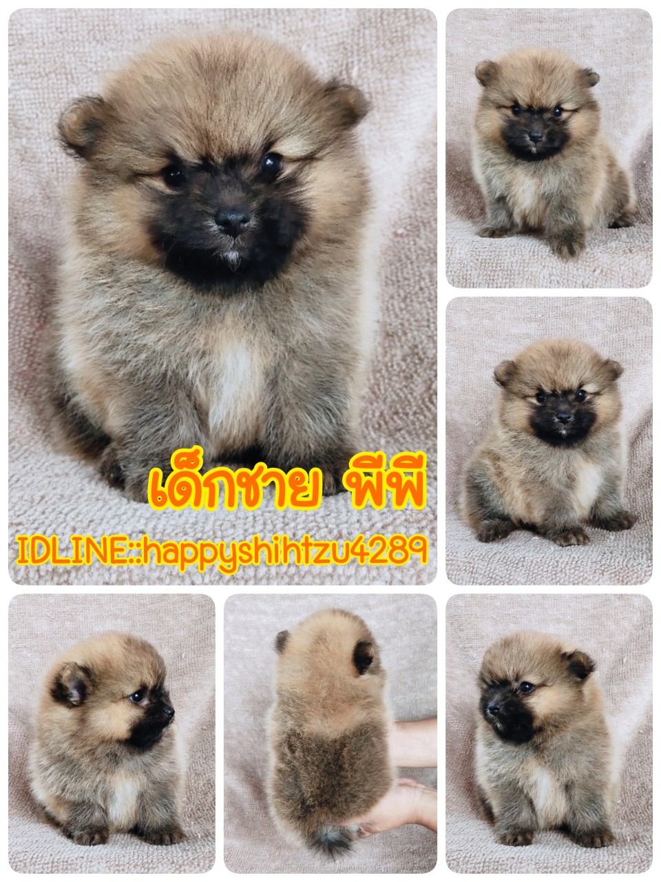ปอมแท้ รับเราชนะ idline:happyshihtzu4289