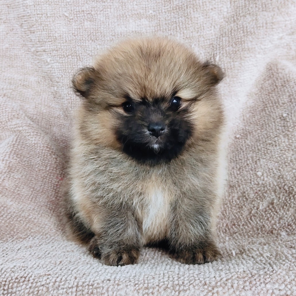 ปอมแท้ รับเราชนะ idline:happyshihtzu4289