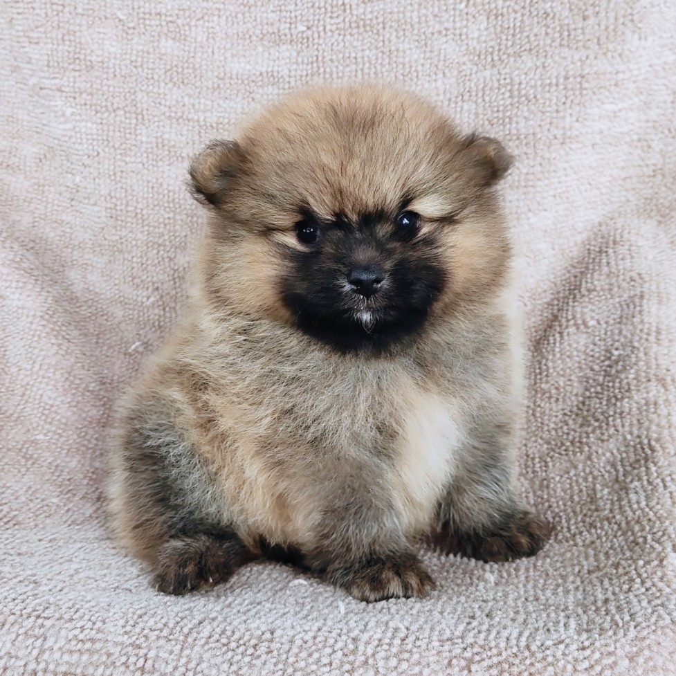 ปอมแท้ รับเราชนะ idline:happyshihtzu4289