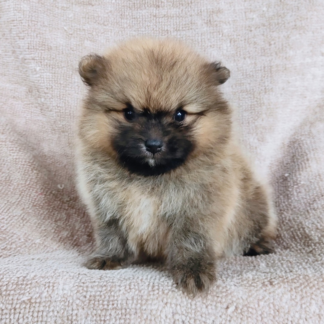 ปอมแท้ รับเราชนะ idline:happyshihtzu4289