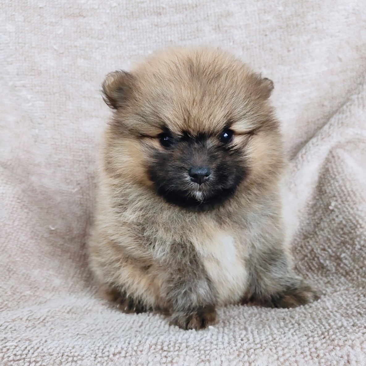 ปอมแท้ รับเราชนะ idline:happyshihtzu4289