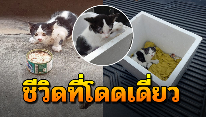ชีวิตโดดเดี่ยวว้าเหว่ หลังตกลงมาจากหลังคาด้วยใจลำพังส่งเสียงร้องให้ช่วยเหลือ
