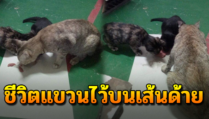 ชีวิตที่แขวนไว้บนเส้นด้าย หลังมีคำสั่งให้จัดการแมวทุกตัวในโรงงานโดยทำวิธีใดก็ได้