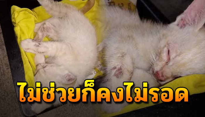 เหมียวน้อย ถูกเขาฟัดมาตั้งแต่เมื่อวาน ไม่ยอมแพ้ยังฮึดหายใจอยู่ ยังอยากมีชีวิตต่อ