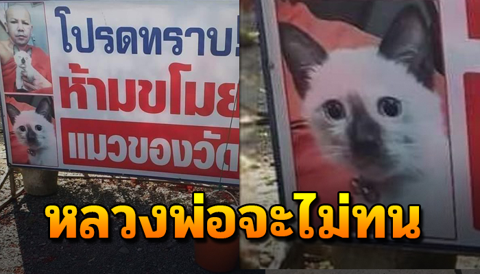 หลวงพ่อจะไม่ทน หลังขึ้นป้ายคิดตโมยแมววัดบาปหนักถูกอุ้มหายมาหลายตัวแล้ว