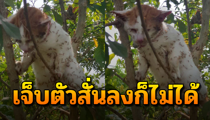 วิ่งหัวซุกหัวซุนปีนหนีหมาขึ้นต้นไม้เอาชีวิตรอด ช้ำไม่พอต้องทนเจ็บไปทั้งตัว