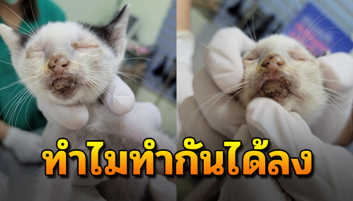 แมว 9 ชีวิตถูกคนเขาไม่ชอบ จ้องแต่ทำร้าย โดนทุ่มลงพื้นแข็งแม้เพิ่งเกิด