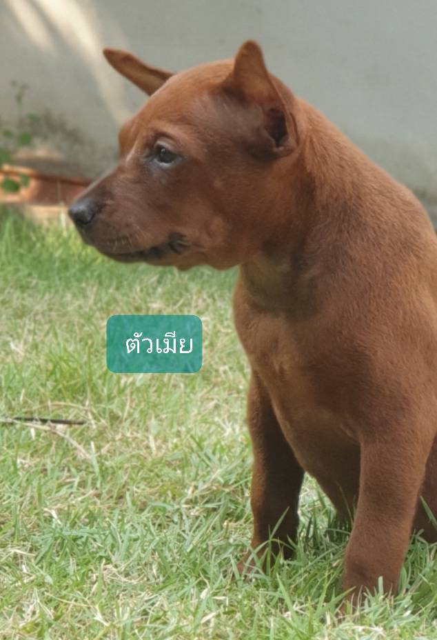 ลูกสุนัขไทยหลังอานเพศเมีย