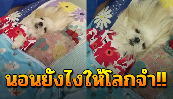 เผยความน่ารักของเจ้าตูบ 4 ขา นอนหลับสนิทและชิลได้อีกนอนยังไงให้โลกจำ