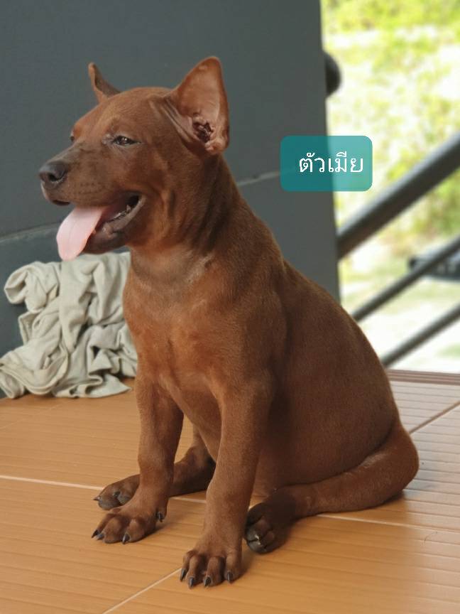 ลูกสุนัขไทยหลังอานเพศเมีย