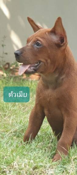 ลูกสุนัขไทยหลังอานเพศเมีย