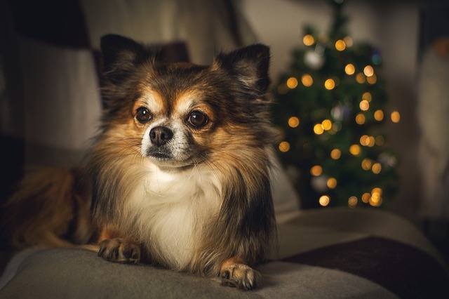 ชิวาวา (CHIHUAHUA) ฉายาหมากระเป๋า