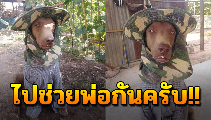 ความขยันของสุนัขแสนรู้ ผู้คอยติดตามพ่อแม่ไปทำงานในสวน