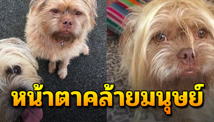 ไม่เชื่อก็ต้องเชื่อ น้องหมาหน้าแปลก ที่หน้าตาคล้ายมนุษย์