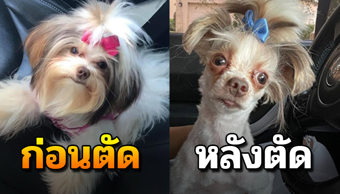 มาดูความซนของเจ้าตูบทั้งหลาย กับเรื่องราวความป่วนที่เกิดขึ้น