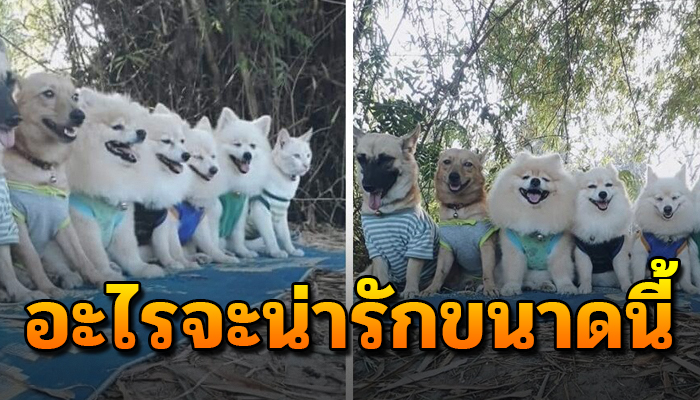 ความเป็นระเบียบเรียบร้อยของแก๊งน้องหมา และอีกหนึ่งสมาชิกที่ขอเข้าพวก
