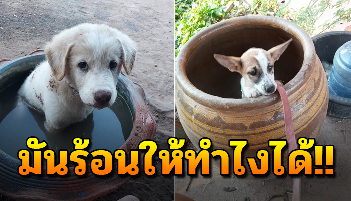 น่ารักไปอีก เมื่อน้องหมาที่กำลังร้อน และอยากนอนแช่น้ำเย็น