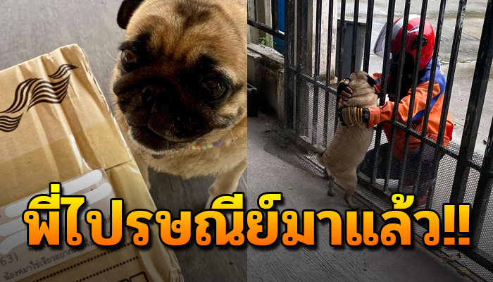 เจ้าตูบเศร้ามา หลังไม่ได้เจอพี่ไปรษณีย์คนนี้ เจ้าของต้องสั่งของเพื่อให้ได้เจอกัน