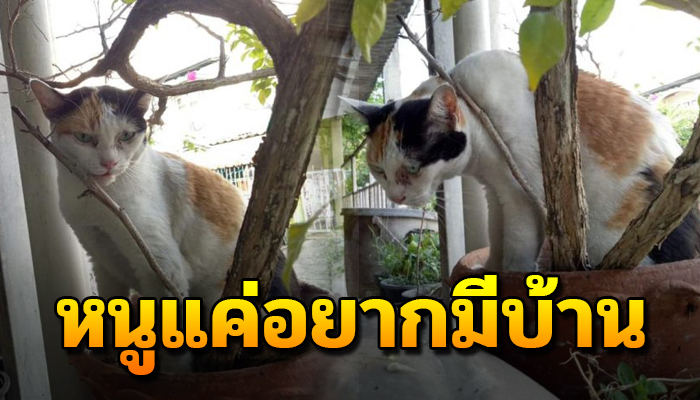 จำต้องเร่ออกมาอยู่นอกบ้านลำพังแม้อายุ 8 ปียังคอยเฝ้าดูแม้ถูกเขาไล่ก็ยังทน
