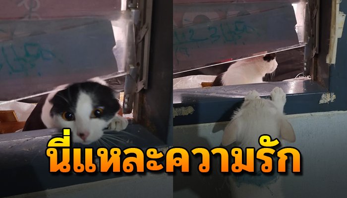 นี่แหละความรัก แมวหนุ่มยอมทุ่มเทเพื่อความรัก บุกงัดหน้าต่างเพื่อหาสาวกับความฝัน