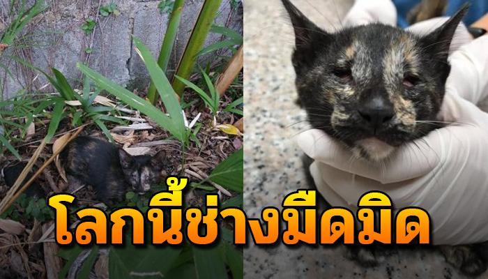ถูกทิ้งนอนมืดสนิดกลัวจนตัวสั่น ยังโชคดี มีคนช่วยและรับไปเลี้ยง