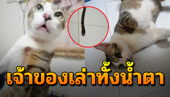 ได้ยินเสียงแมวร้องคิดว่าคงเล่นอยู่ เข้าบ้านมาเห็นถ้าไม่มีลูกอยู่ตัวคงสิ้นเอง