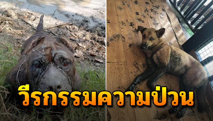 วีรกรรมความป่วนของน้องหมา ที่วิ่งเล่นคลุกโคลนจนมอมแมมไปทั้งตัว