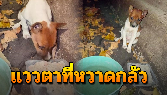 เจ้าตูบน้อยอยู่ตัวเดียวตามลำพัง ได้เจอกับคนใจดีที่พร้อมรับน้องไปเลี้ยง