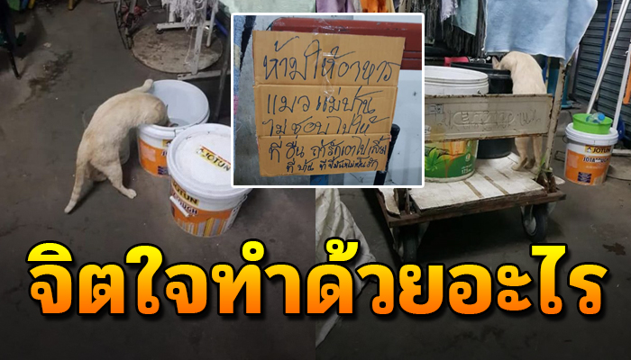 ต้องจำใจกินน้ำในถังผ้าถูพื้นประทังหิว คนใจร้ายติดป้ายไว้ไม่ให้อาหารเพราะไม่ชอบ