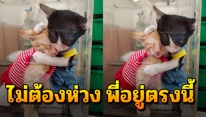 เฝ้ากอดน้องไว้ไม่ห่างเพราะมีกันสอง ด้วยชีวิตเป็นจรเคยไร้คนสนใจ
