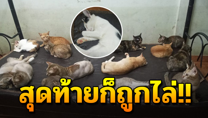 สงสารทั้งคู่ สุดท้าย ต้องย้ายออก ไม่รู้ว่าจะไปอยู่ที่ไหนกันดี