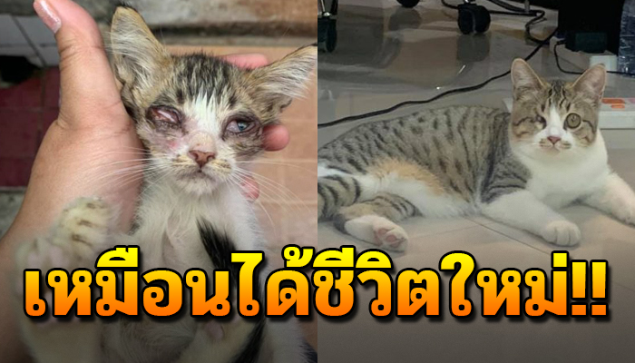 5 เดือนก่อนถูกรถเข็นทับนอนหายใจโรยรินกลางถนน เฝ้าดูทนดูแลรักษาได้มีชีวิตใหม่