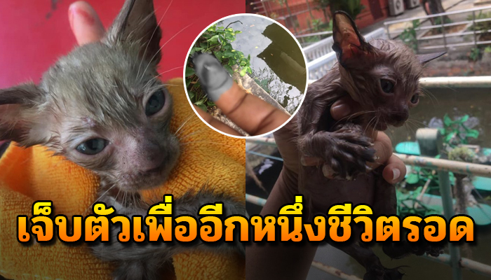 เดินตามหาเสียงเรียกให้ช่วย เจออยู่ในน้ำแม้จะเจ็บเองก็ยอมขอให้ได้ช่วยชีวิต