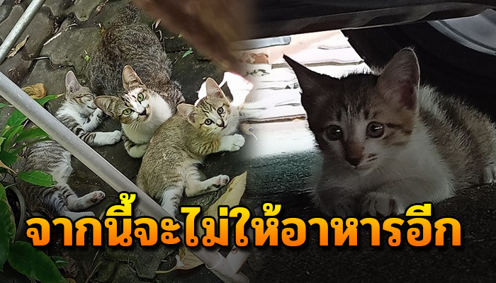 ปั่นจักรยานเอาอาหารให้แมวจรทุกวัน จนรู้สึกเหนื่อย บอกตัวเองว่าจะไม่ทำอีก