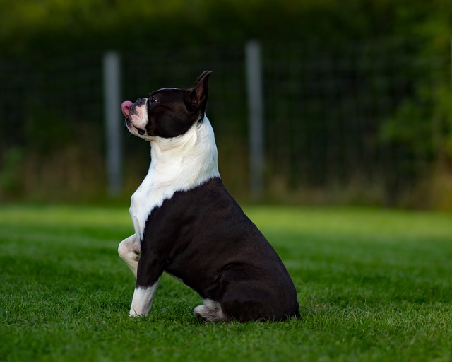 บอสตันเทอร์เรีย (Boston Terrier)
