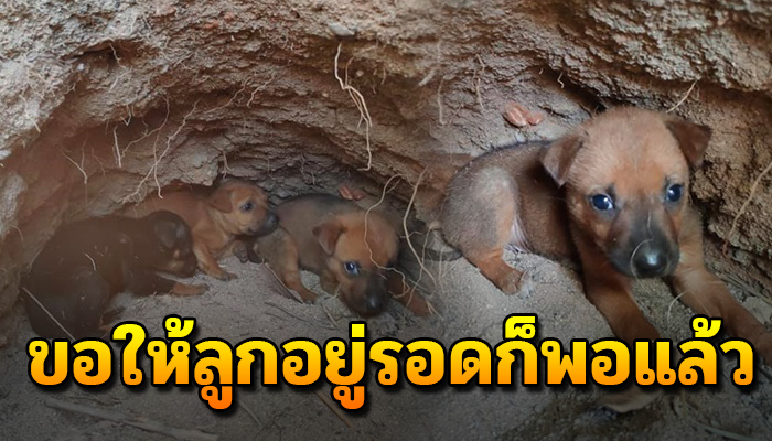 ชีวิตที่เลือกไม่ได้ ต้องพาลูกอยู่ในโพรง แม่ยอมเพื่อให้ลูกนั้นปลอดภัย