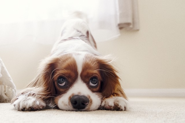 สุนัขพันธ์คาวาเลียร์ คิง ชาลส์ สแปเนียล (Cavalier King Charles Spaniel)