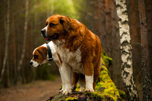 เซนต์เบอร์นาร์ด (Saint Bernard) น้องหมาใจดี