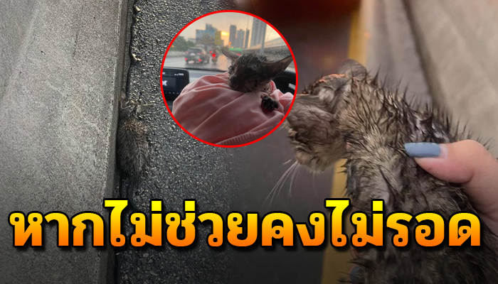 เหมียวน้อย นอนตากฝนหายใจรวยรินอยู่บนสะพาน รถก็เยอะถ้าไม่ช่วยก็คงไม่รอด