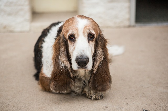 บาสเซ็ตฮาวด์ (Basset Hound) ขาสั้น หูยาว