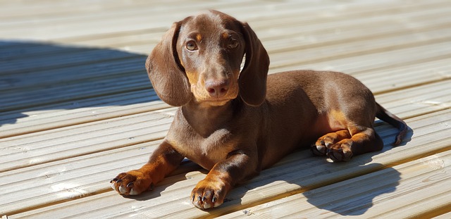 สุนัขแด็กซันด์ หรือ ดัชชุน Dachshund