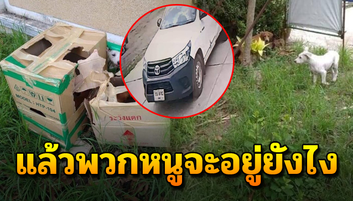 ถูกเอาใส่ลังมาทิ้งข้างถนน ด้วยใจคนไม่สนแม้ในวัดไร้เยื่อใยจะอยู่รอดกันอย่างไร