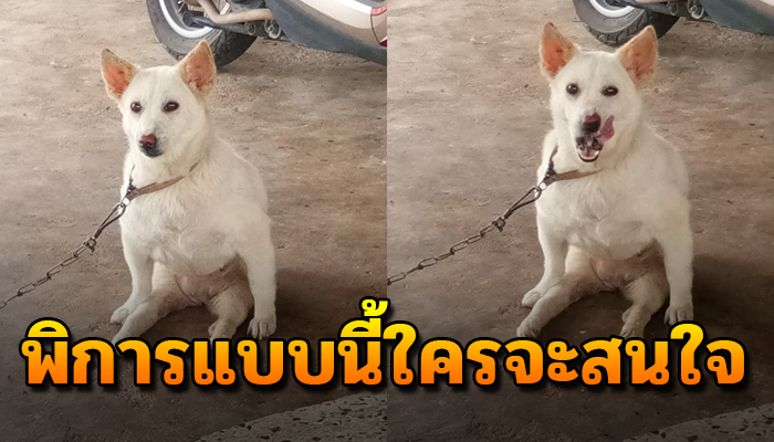 ถูกหมารุมฟัดจนขาหลังใช้การไม่ได้ ต้องลากขาไปตามพื้นเพื่อขอข้าวเขากิน