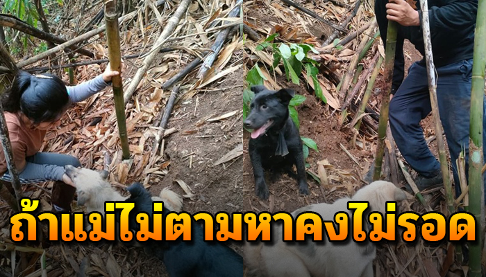 เจ้าของน้องหมาทุ่มสุดตัว ออกตามหาน้องหมา ถ้าไม่หารงไม่รอดกลับบ้าน