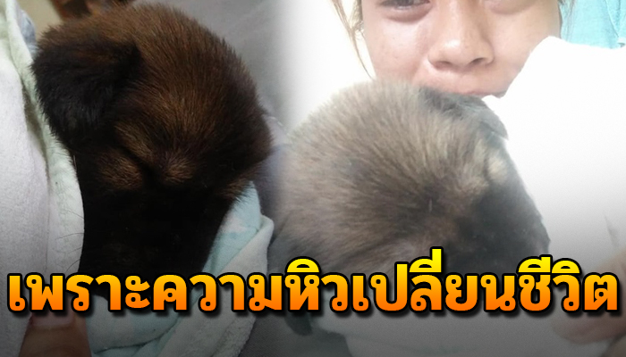 เจ้าตูบร้องสุดเสียง ตัวเพิ่งเกิด แต่ชีวิตเปลี่ยนไปไม่มีกลับเพราะความหิวโหย
