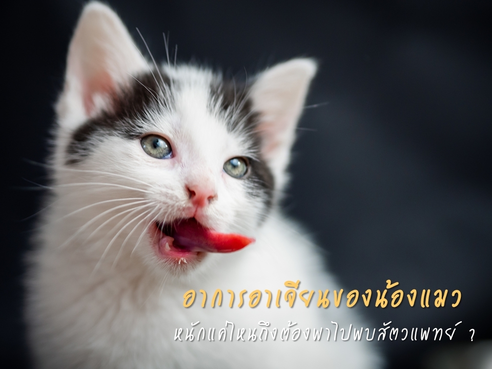 แมวที่บ้านชอบอาเจียน หนักแค่ไหนถึงต้องพาไปพบสัตวแพทย์ ?
