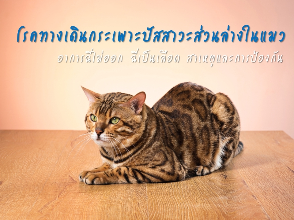 โรคทางเดินกระเพาะปัสสาวะส่วนล่างในแมว