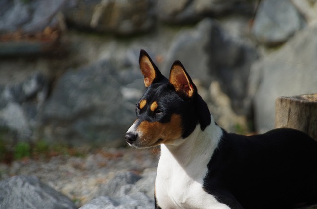 บาเซ็นจิ (Basenji)