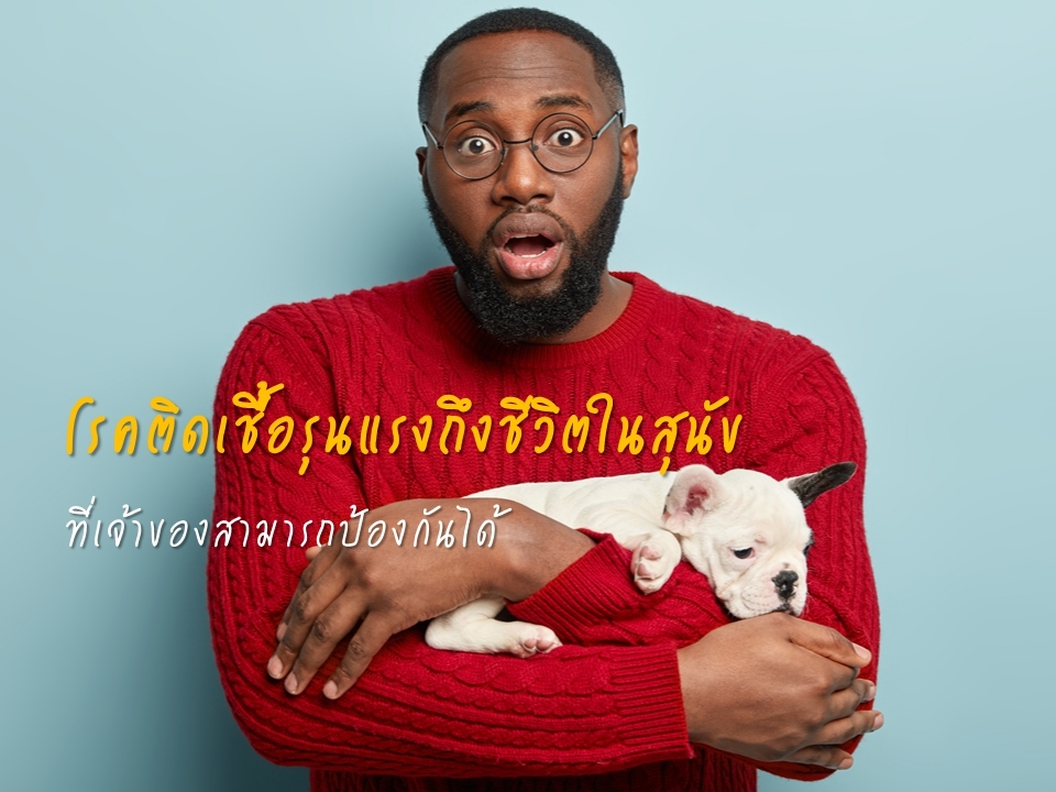 โรคติดเชื้อรุนแรงถึงชีวิตในสุนัข ที่เจ้าของสามารถป้องกันได้