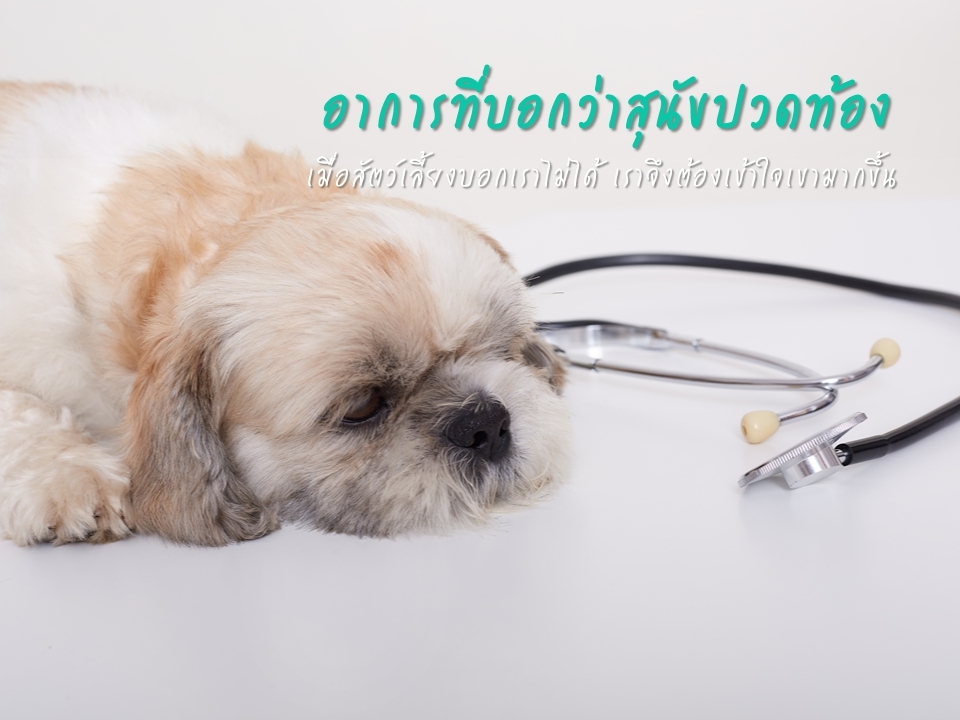 อาการที่บ่งบอกว่าสุนัขปวดท้อง